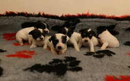 Jack Russell dogs for sale: Jack Russell puppies *SHORT LEGGED* - Advert 1