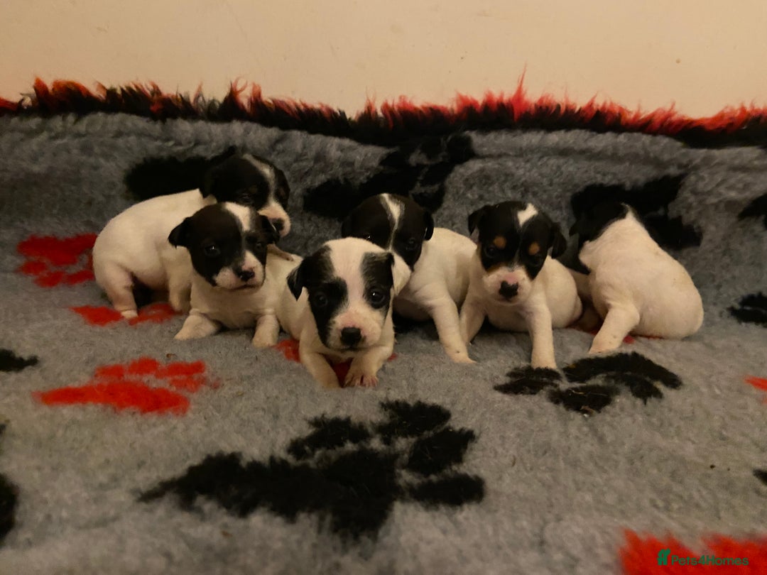 Jack Russell dogs for sale: Jack Russell puppies *SHORT LEGGED* - Advert 1