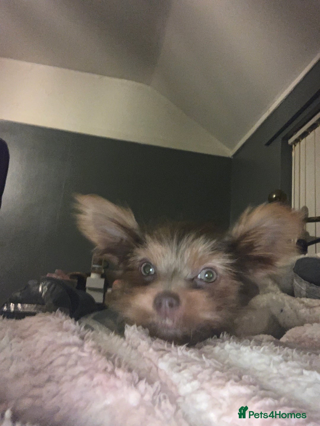 Chorkie dogs for sale: One male puppy left - Advert 12