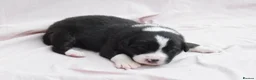 Australian Shepherd dogs for sale: Australian Shepherd Puppies - Advert 2