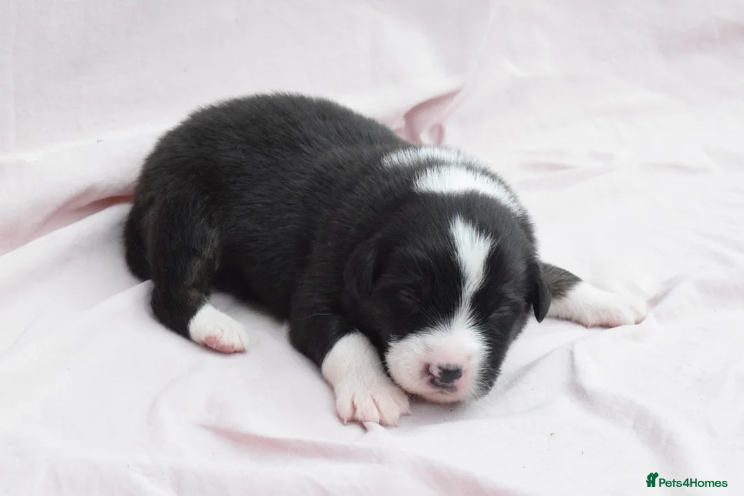 Australian Shepherd dogs for sale: Australian Shepherd Puppies - Advert 2