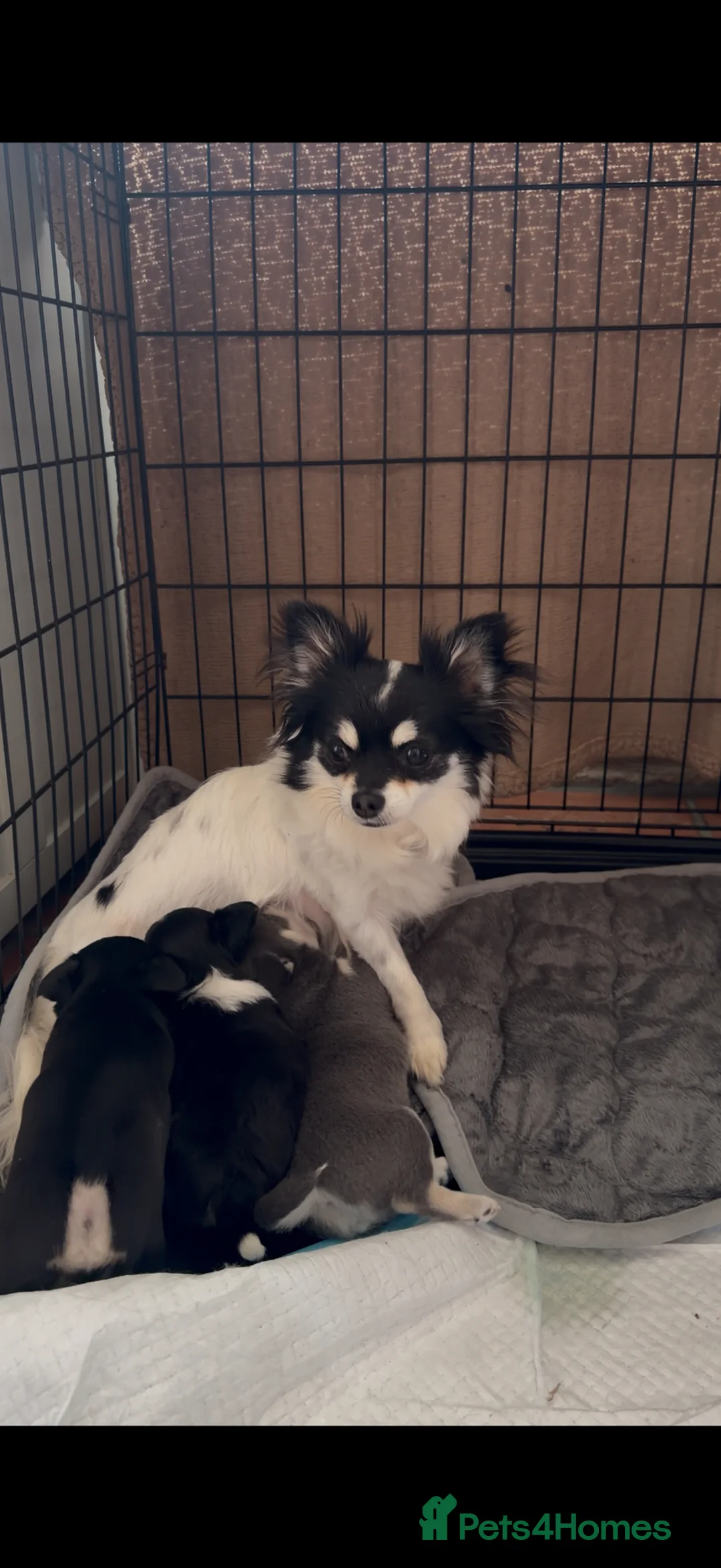 Chihuahua dogs for sale: Stunning Chihuahua Babies in Chatham - Advert 2