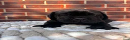 Cane Corso dogs for sale: 8 beautiful cane corso puppies  - Advert 2