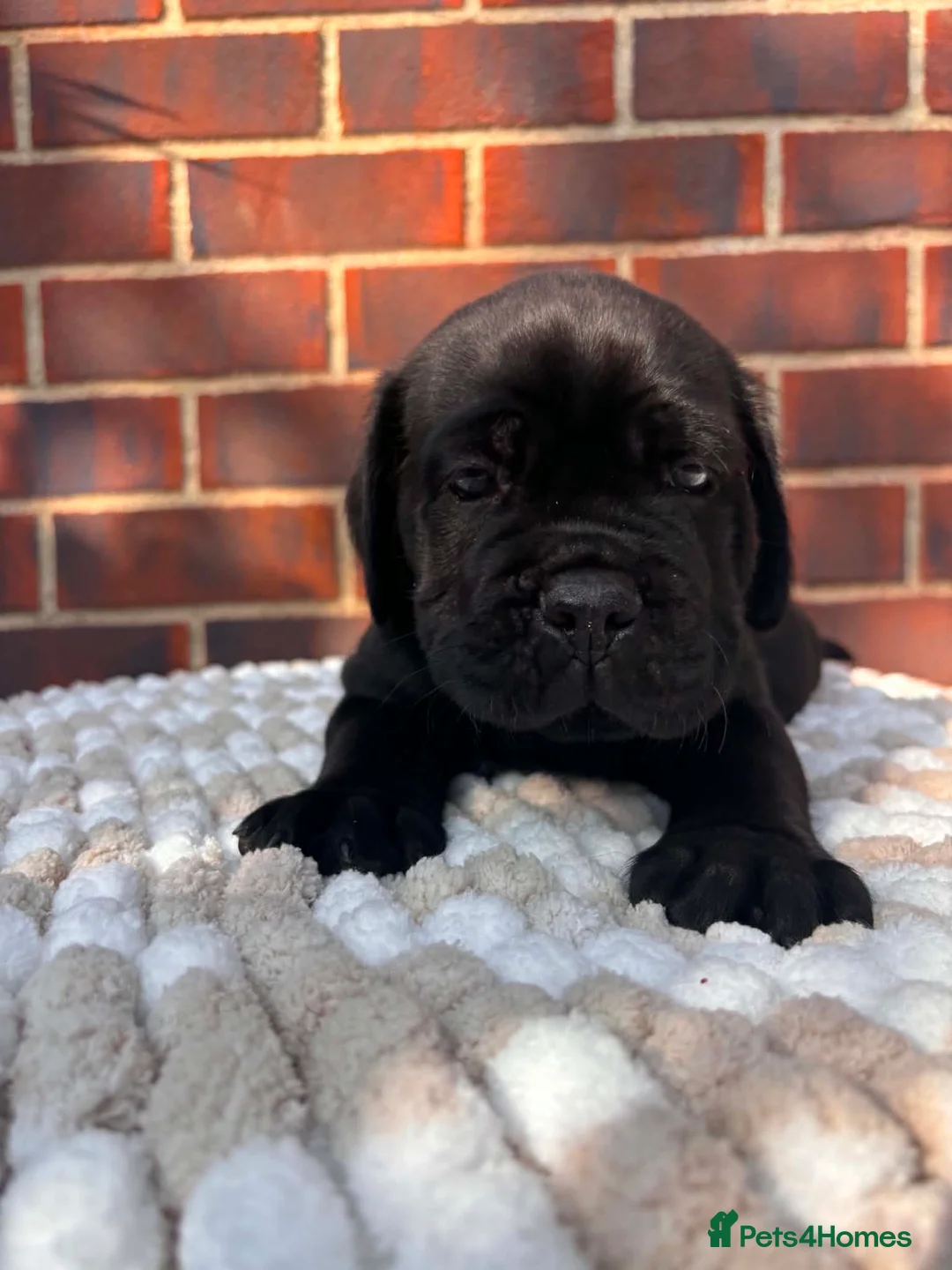 Cane Corso dogs for sale: 8 beautiful cane corso puppies  - Advert 2