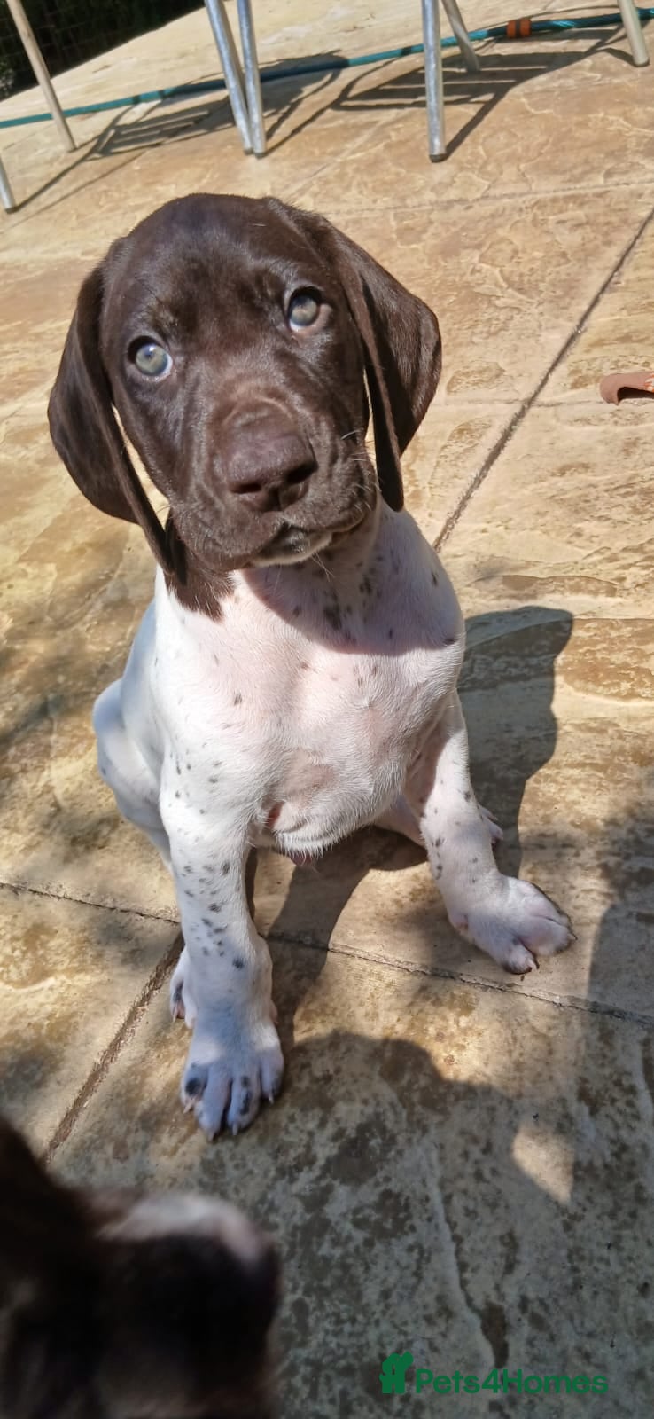 German Shorthaired Pointer dogs Beautiful German short haired pointer puppy's  - Advert 1