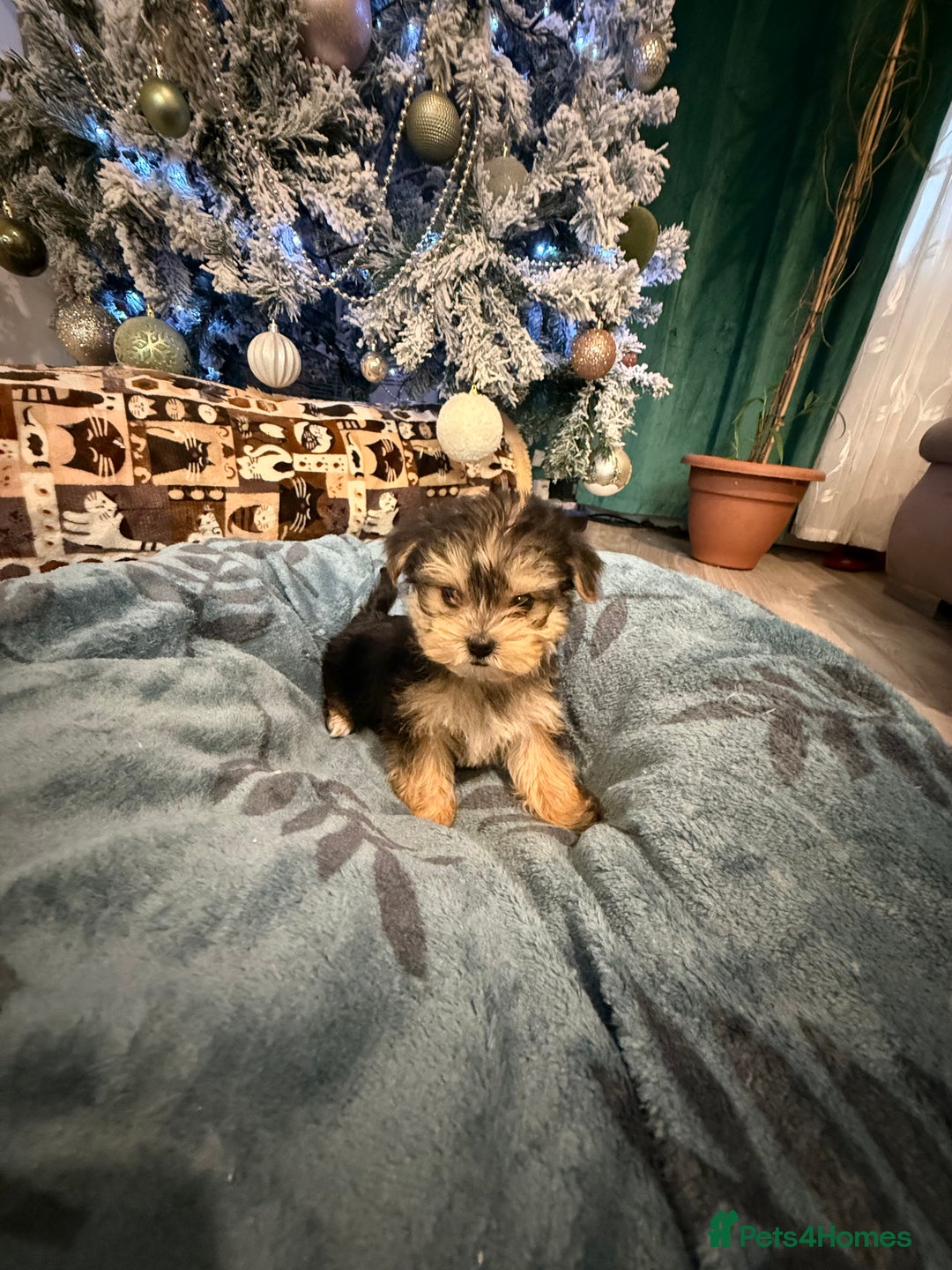 Yorkshire Terrier dogs for sale: Mini Yorkshire Terrier  - Advert 16