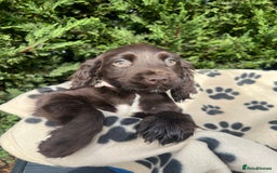 Cocker Spaniel dogs for sale: 5 beautiful cocker spaniels  - Advert 4