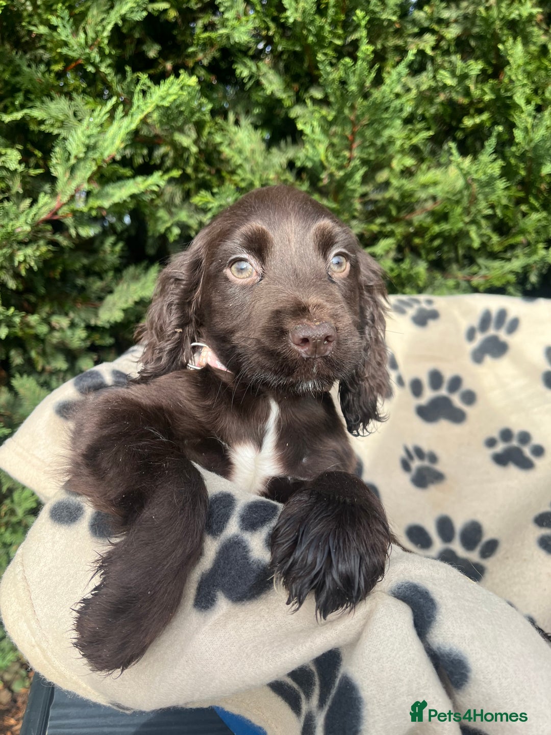 Cocker Spaniel dogs for sale: 5 beautiful cocker spaniels  - Advert 4