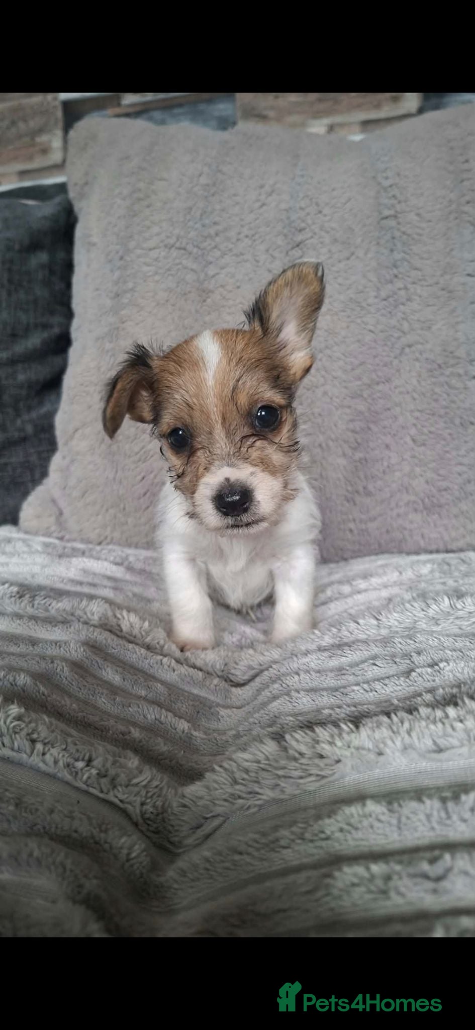 Jack Russell dogs Jack Russell  puppies  - Advert 10