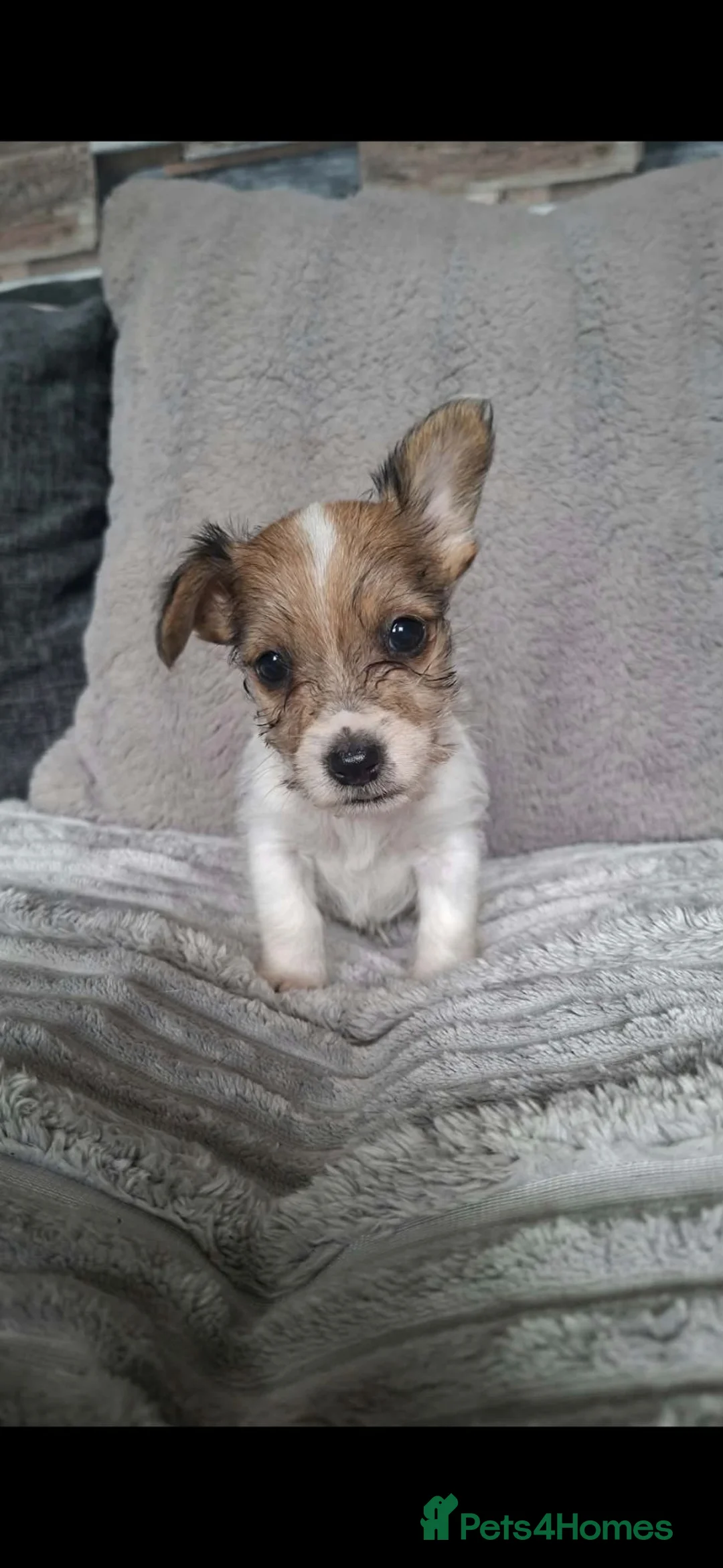 Jack Russell dogs for sale: Jack Russell  puppies  - Advert 1