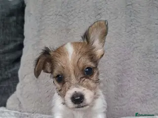 Jack Russell dogs Jack Russell puppies - Advert 10