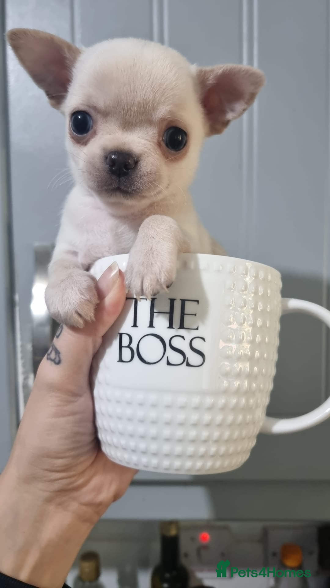 Chihuahua dogs for sale: Teeny Chihuahua Pup   - Advert 14