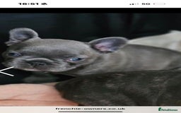 French Bulldog dogs for sale: French buldog puppies - Image 10