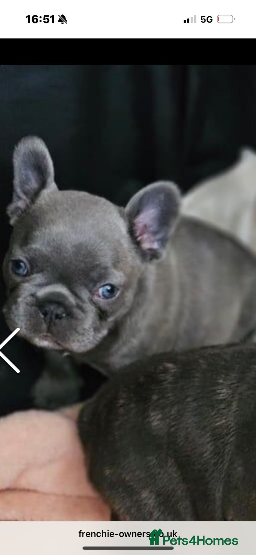 French Bulldog dogs for sale: French buldog puppies - Image 10