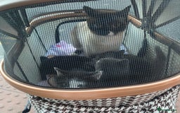 Himalayan cats for sale: Himalayan x Maine Coon Kittens – Ready Soon! - Image 17