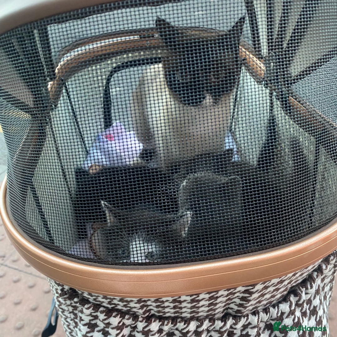 Himalayan cats for sale: Himalayan x Maine Coon Kittens – Ready Soon! - Image 17