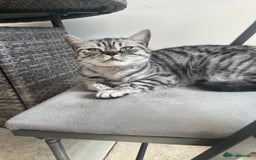 British Shorthair cats for sale: Sweet Lyla: Your New Best Friend!💖 - Image 5