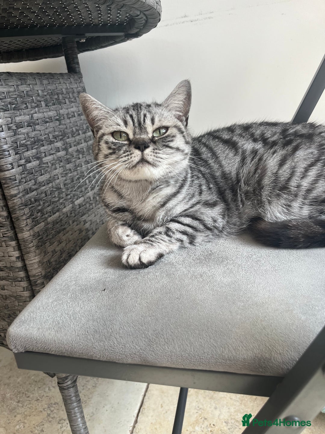 British Shorthair cats for sale: Sweet Lyla: Your New Best Friend!💖 - Image 5