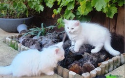 Mixed Breed cats for sale: Cute kittens - Image 16