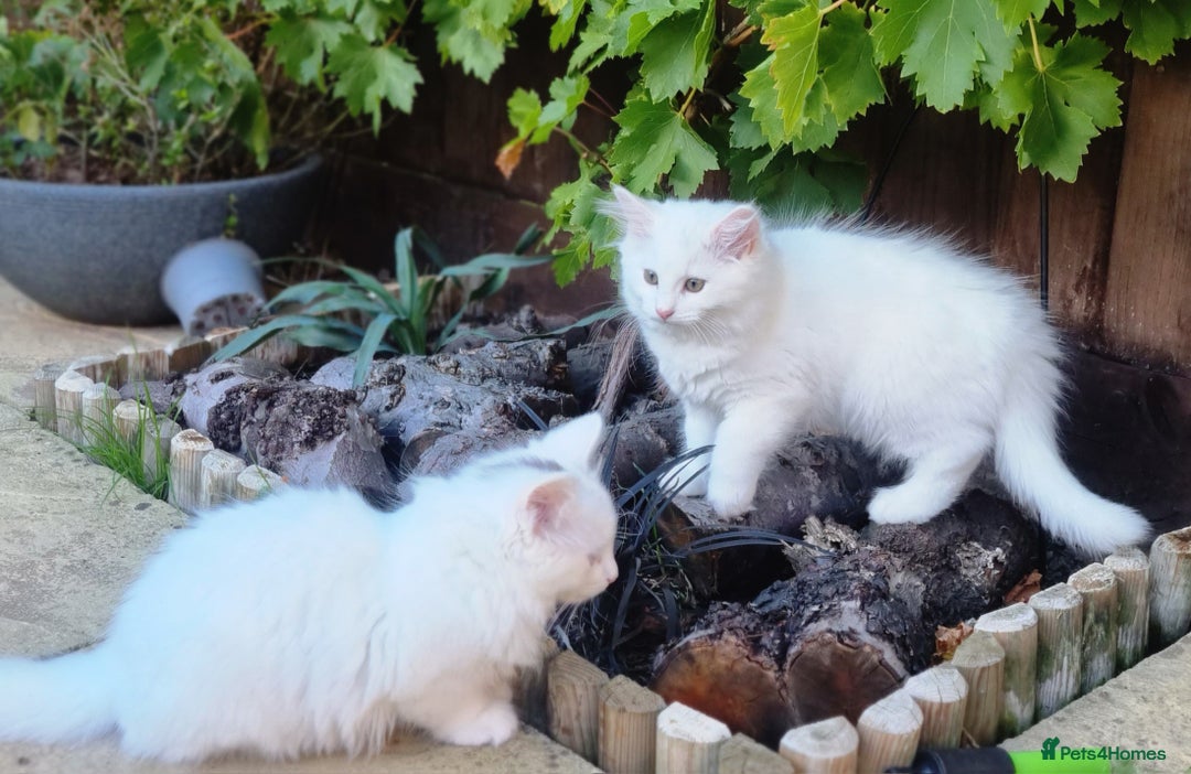 Mixed Breed cats for sale: Cute kittens - Image 16