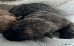 Cairn Terrier dogs for sale: CAIRN TERRIER PUPPIES - Image 13