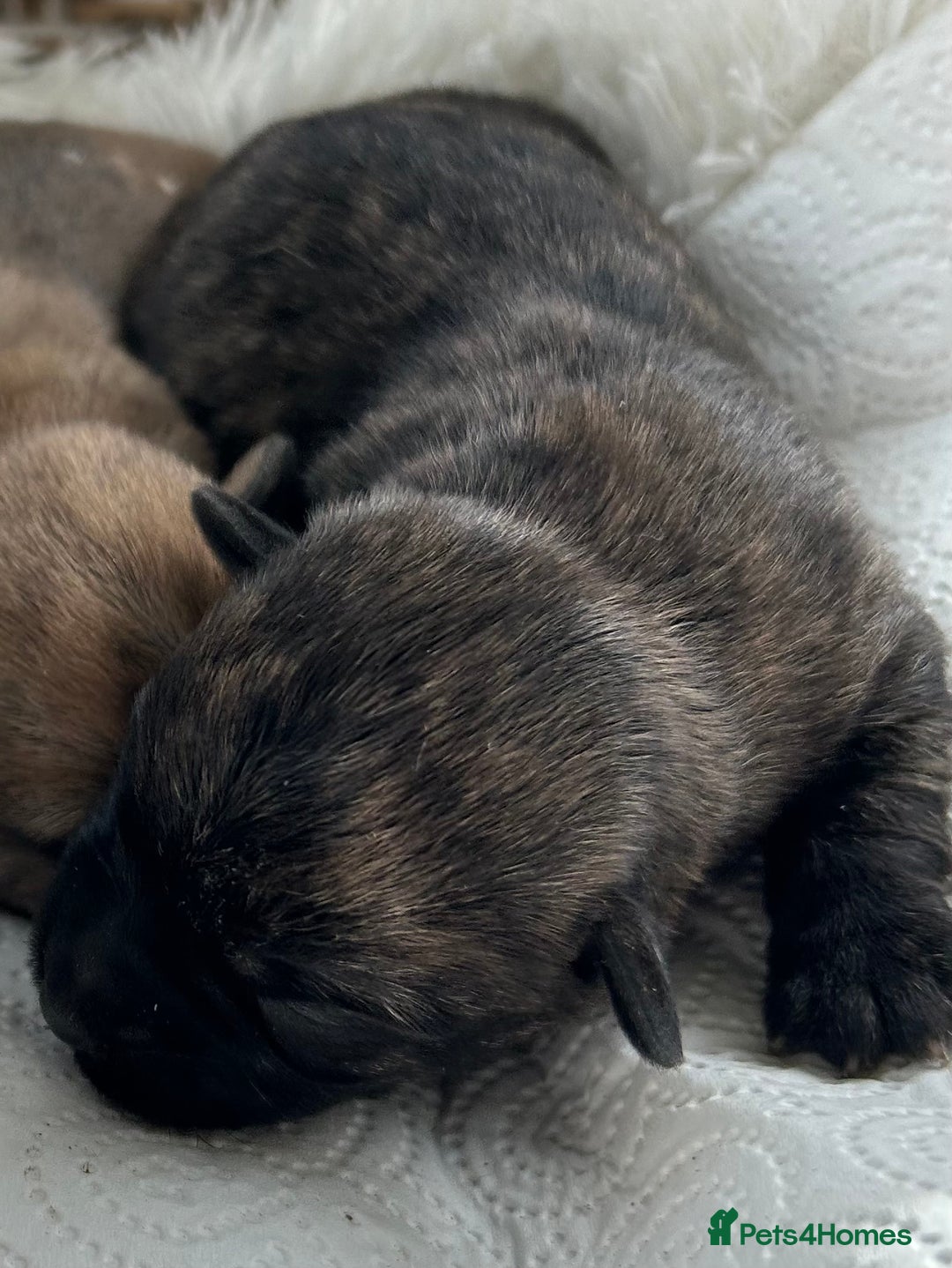 Cairn Terrier dogs for sale: CAIRN TERRIER PUPPIES - Image 13