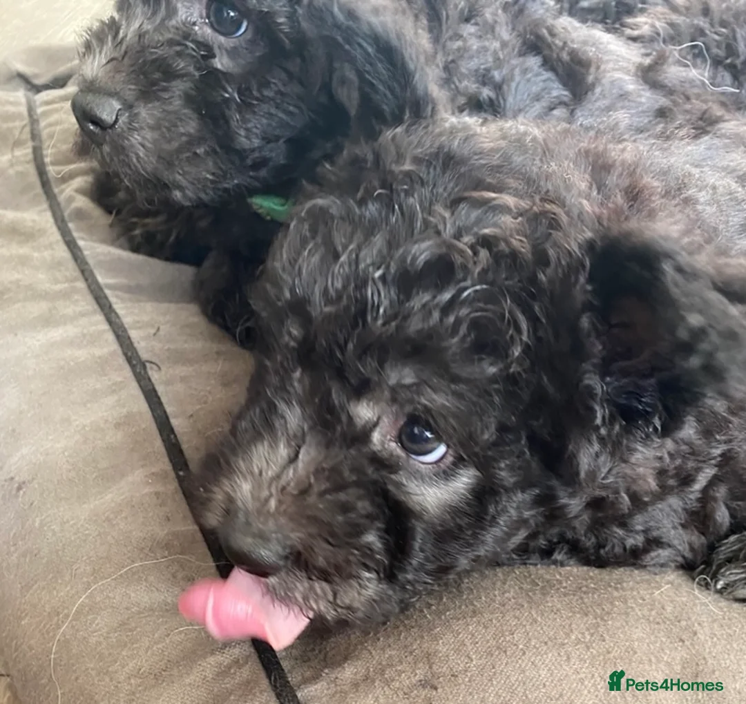 Hungarian Pumi dogs for sale: Rare Breed  - Advert 15