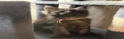 Maine Coon cats for sale: 6 beautiful Maine coon kittens  - Advert 28