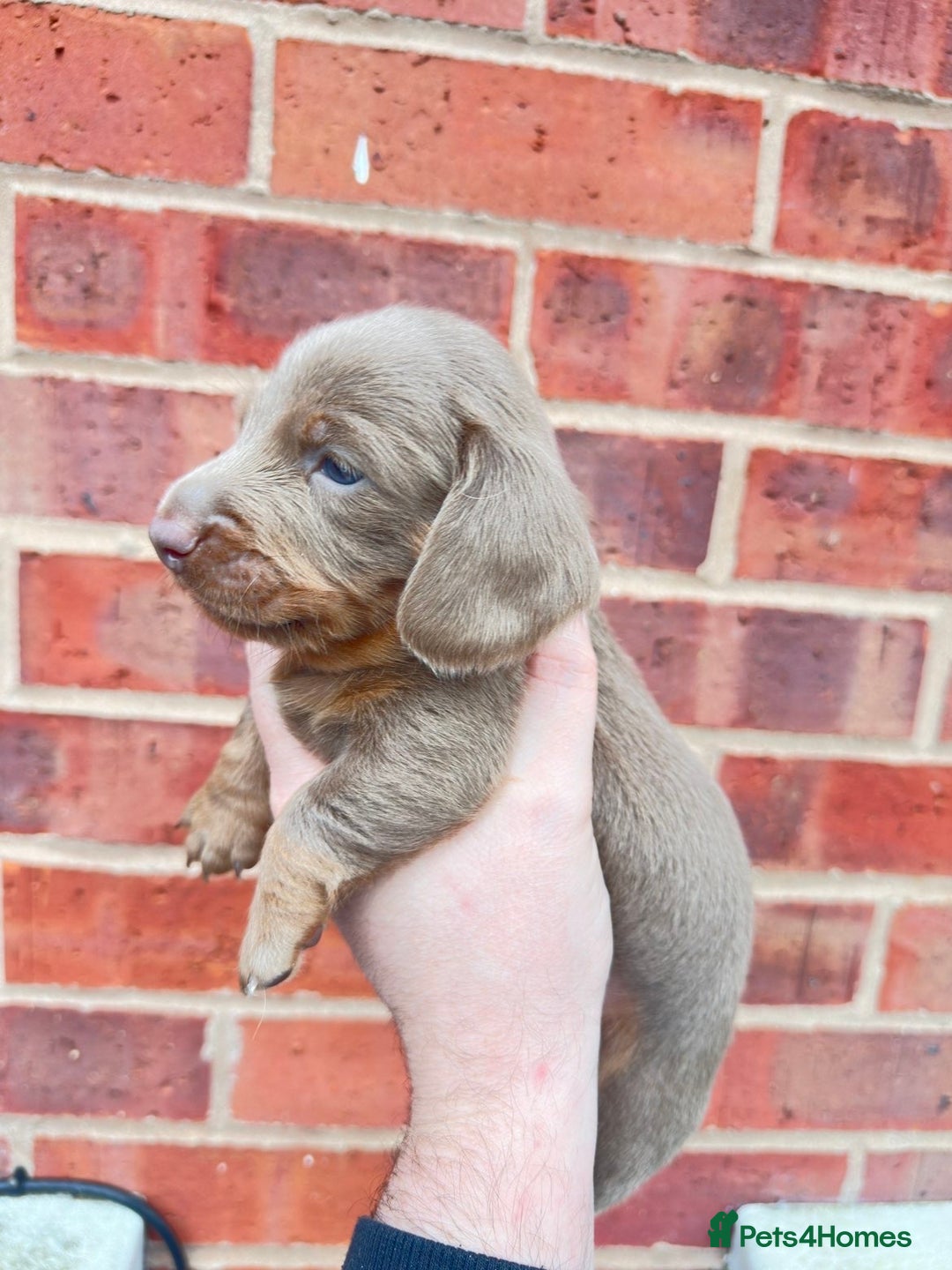 Miniature Dachshund dogs for sale: Miniature dachshund puppies - Advert 8