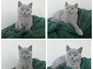 British Shorthair cats GCCF stunning BSH female - Advert 9