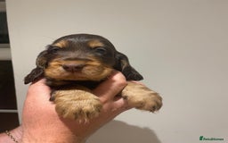 Cocker Spaniel dogs for sale: 6 gorgeous cocker spaniel puppies  - Image 27
