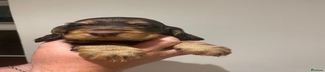 Cocker Spaniel Puppy 5