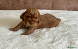 Cocker Spaniel dogs for sale: Extensively Health Tested KC Reg Puppies  - Image 15