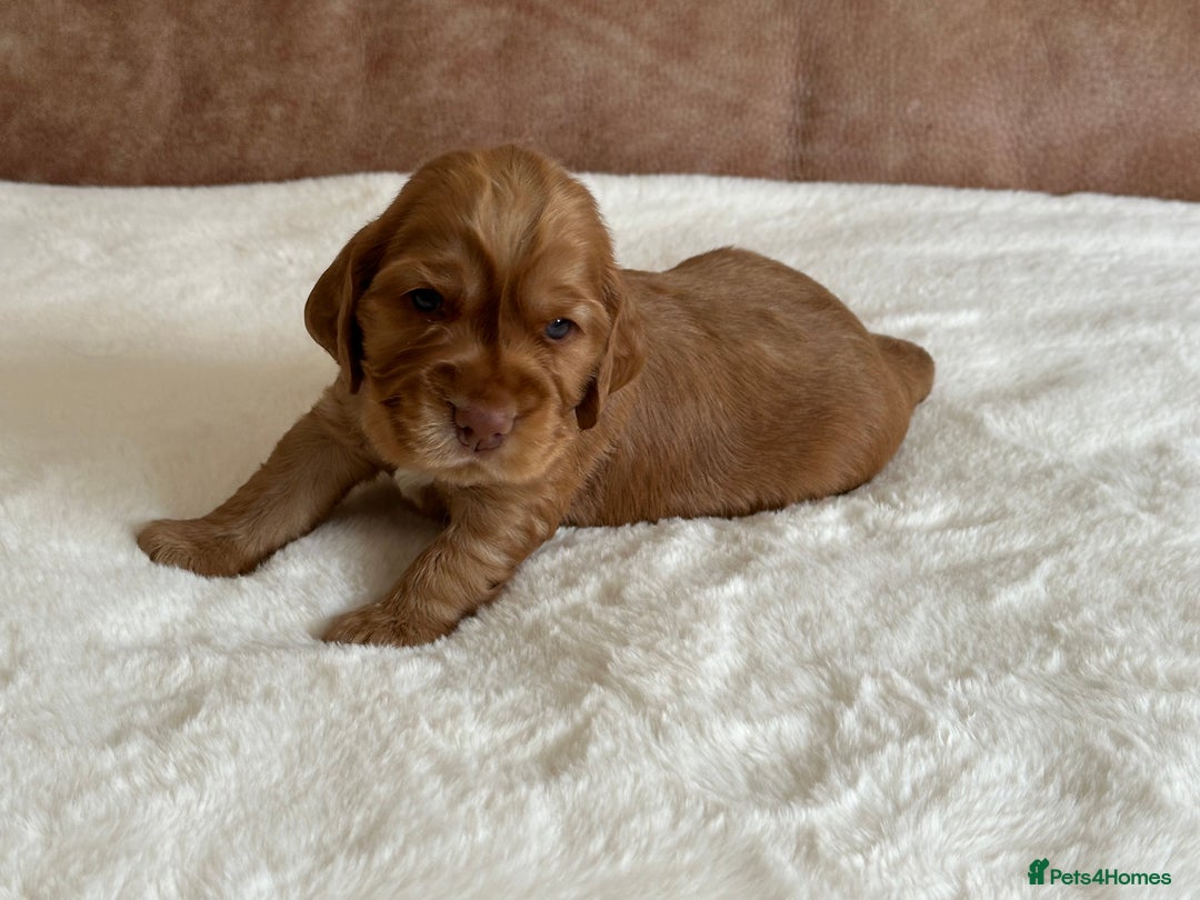 Cocker Spaniel dogs for sale: Extensively Health Tested KC Reg Puppies  - Image 15