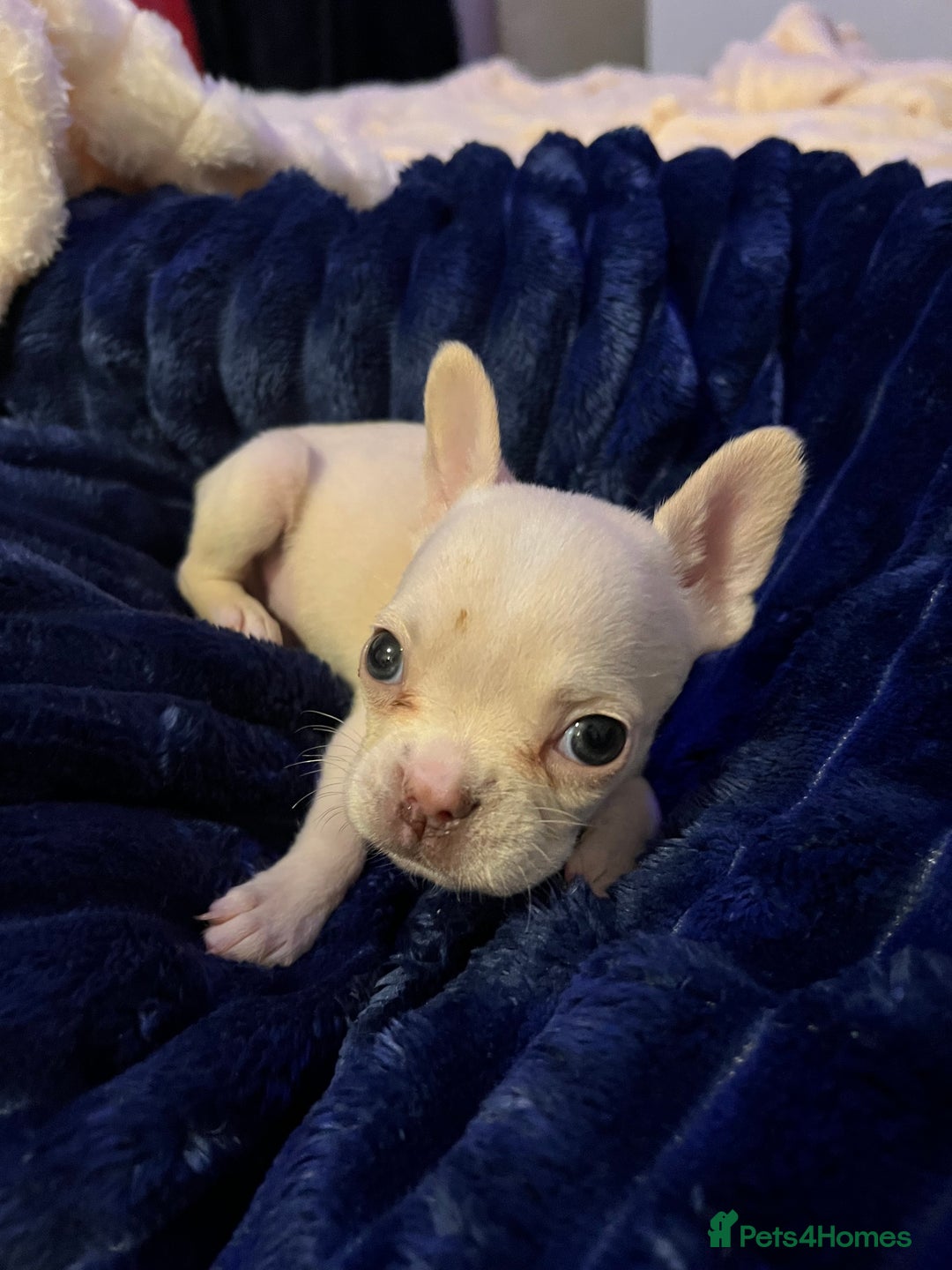 French Bulldog dogs for sale: French bulldog - Advert 9