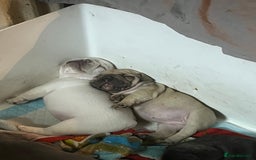 French Bulldog dogs for sale: Beautiful French bulldog puppies  - Image 15
