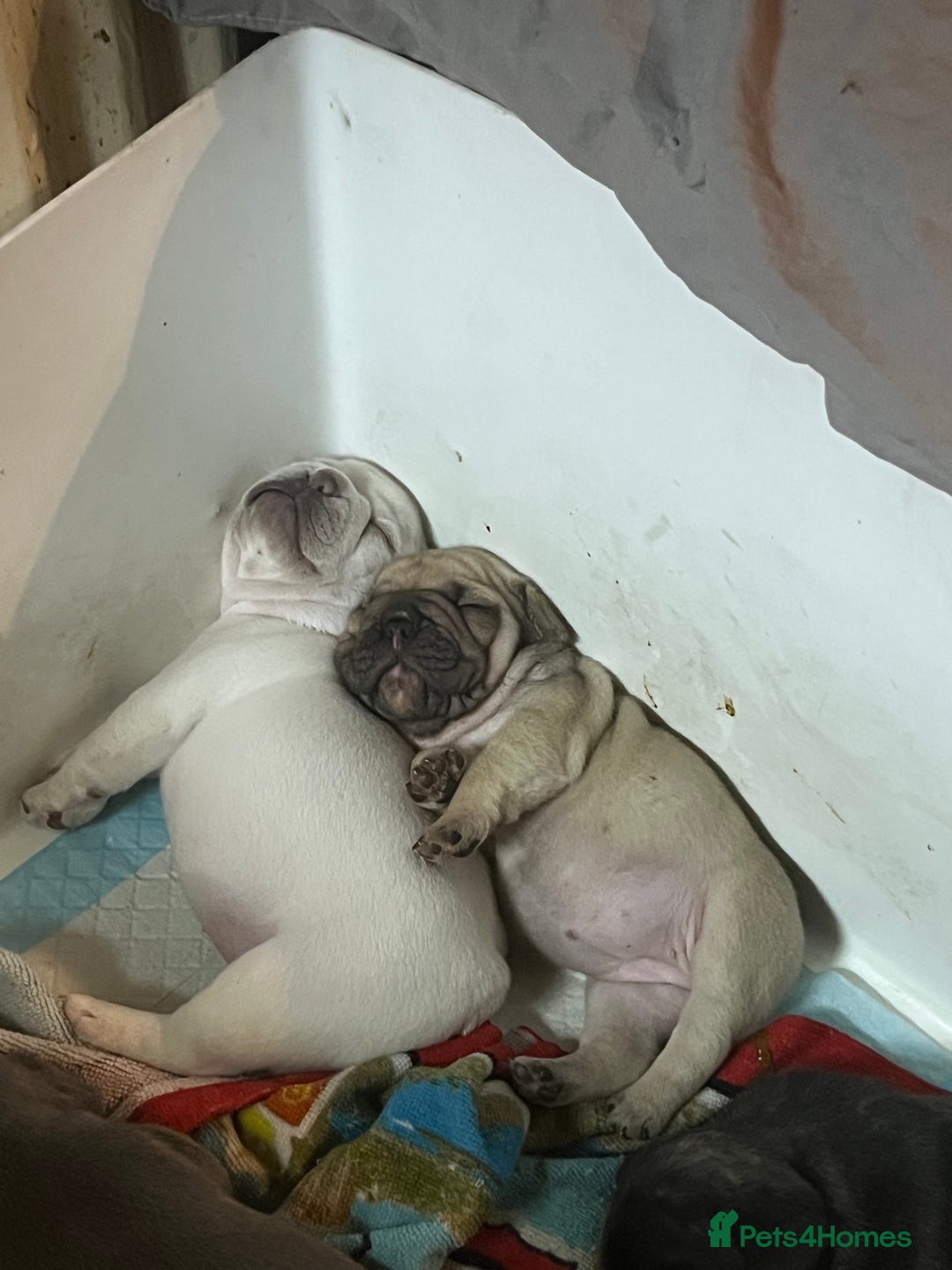 French Bulldog dogs for sale: Beautiful French bulldog puppies  - Image 15