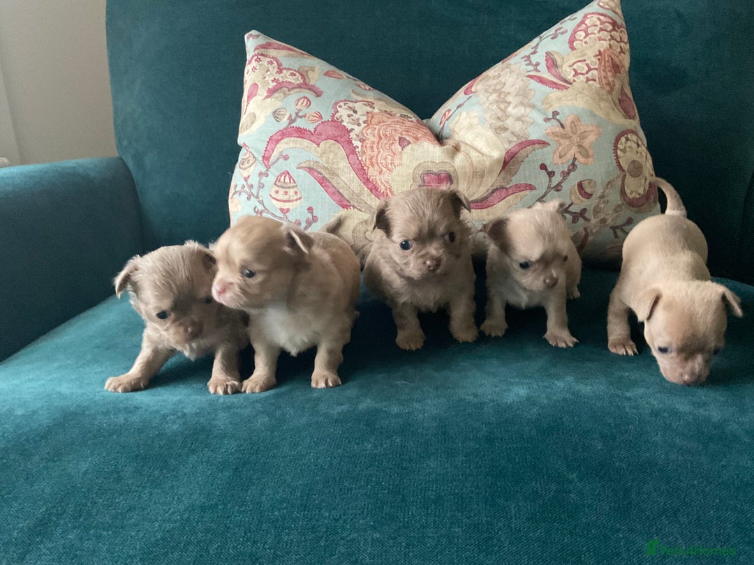 Chihuahua dogs for sale: Beautiful chihuahua puppies  - Advert 6