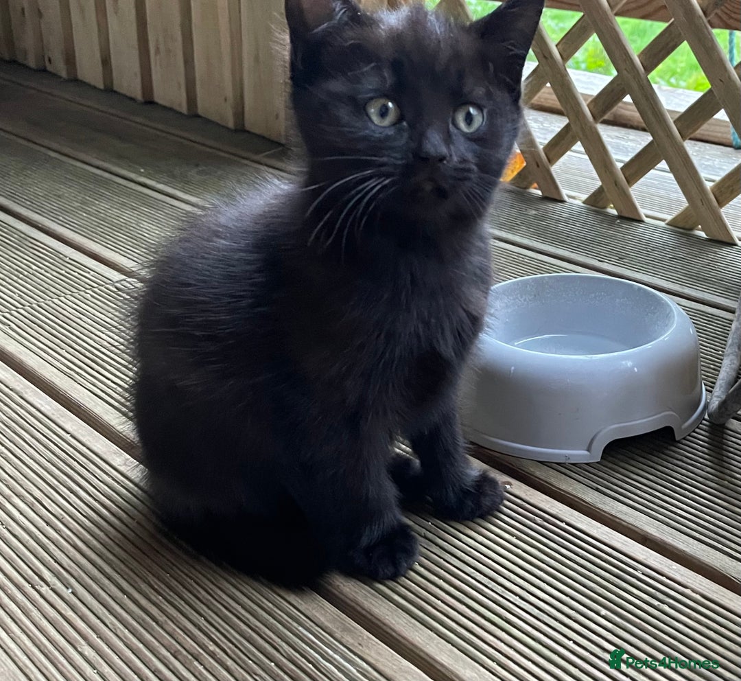 Mixed Breed cats for sale: 4 beautiful mixed breed kittene - Image 10