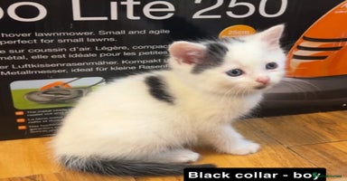 Mixed Breed cats - Advert 6