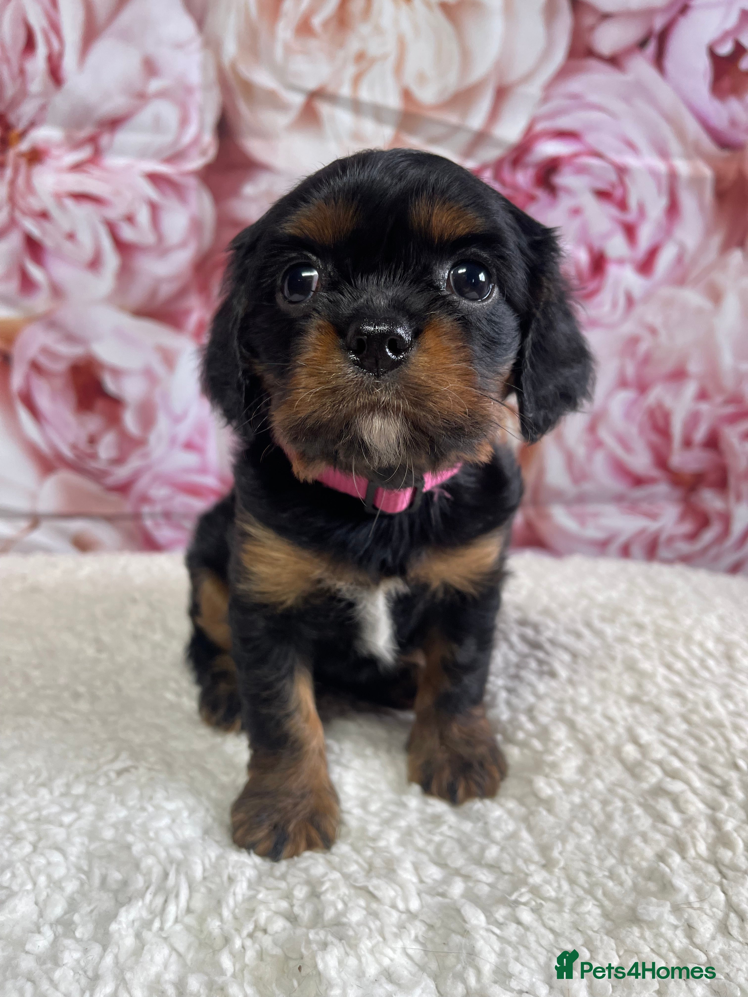 Cavalier King Charles Spaniel dogs Stunning Quality KC reg Health tested Cavaliers  - Advert 2