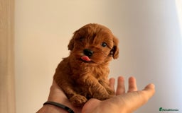 Cavapoo dogs for sale: Premium F1B Toy Red Cavapoo - 2 LEFT - Image 17