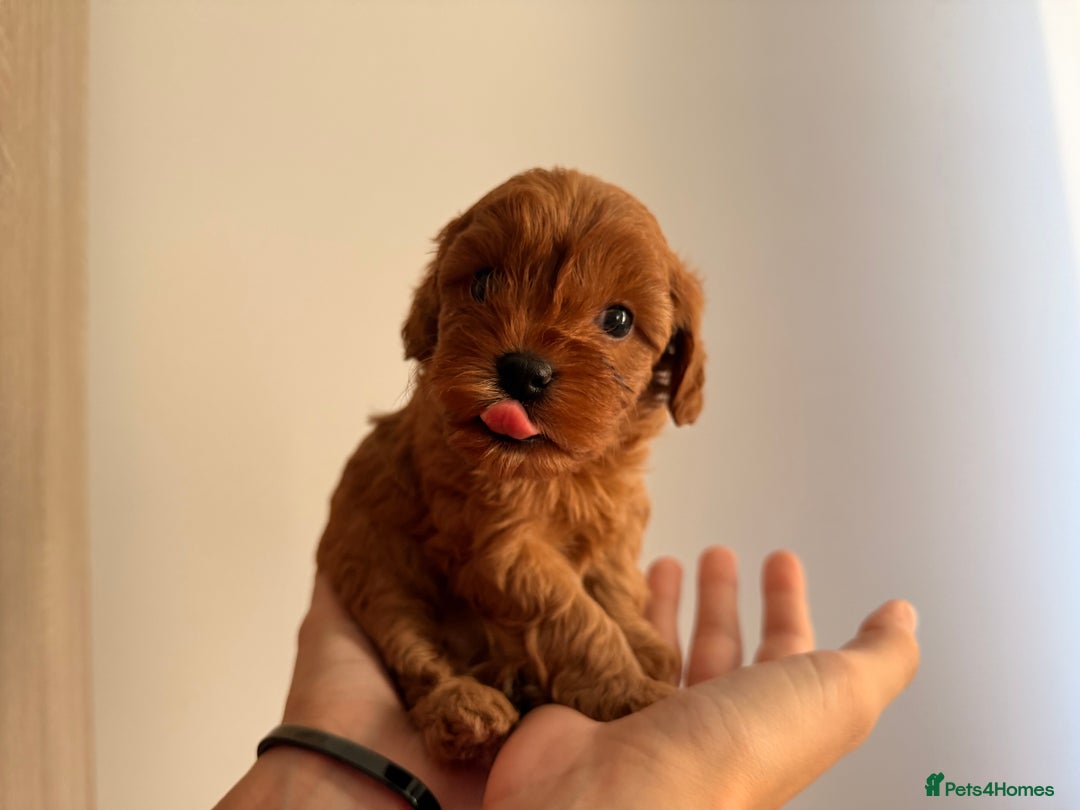 Cavapoo dogs for sale: Premium F1B Toy Red Cavapoo - 2 LEFT - Image 17