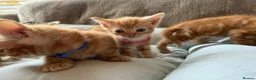 British Shorthair cats for sale: Gorgeous Ginger Kittens - Ready to leave in Mansfield - Advert 18