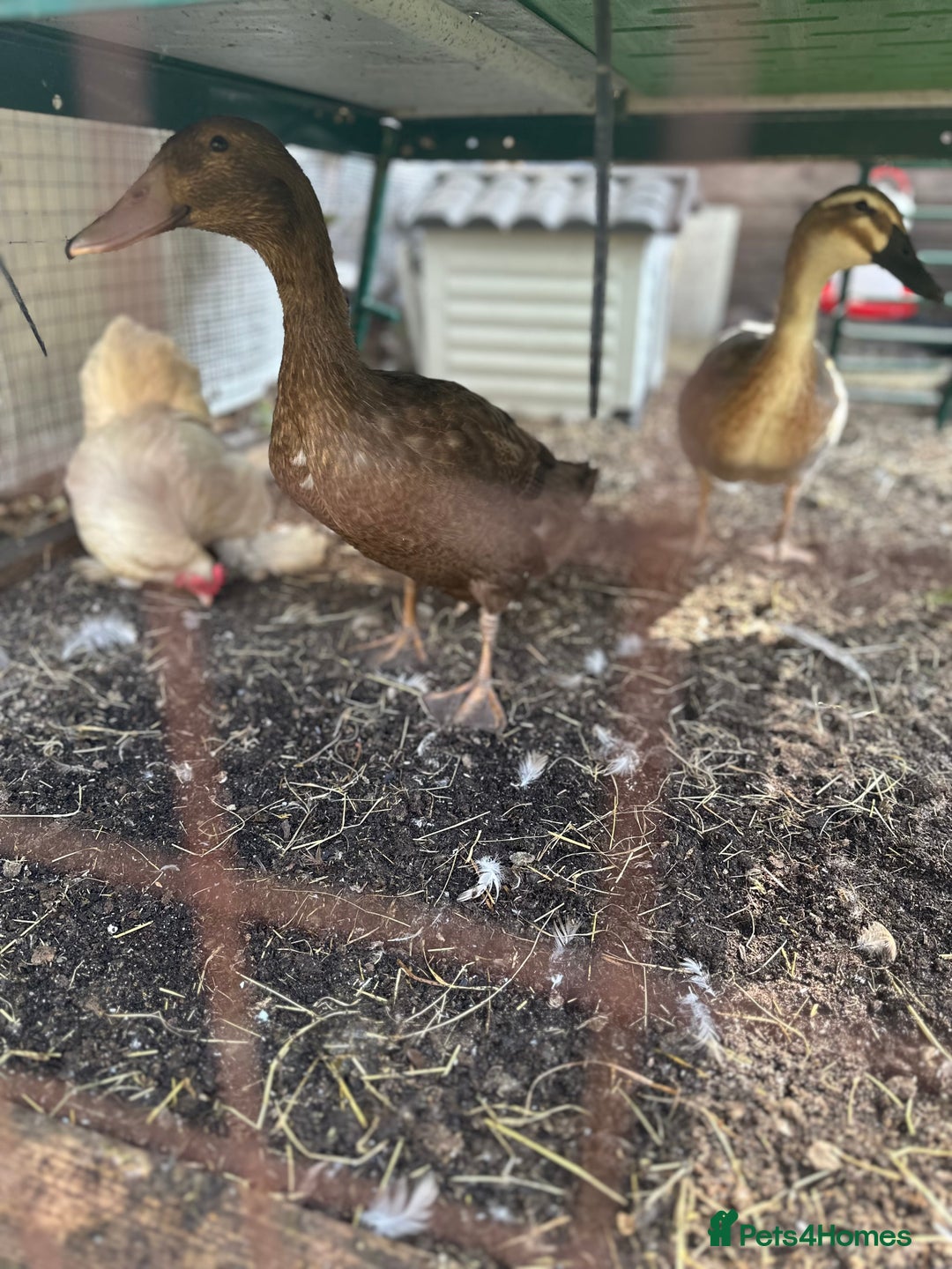 Ducks poultry for sale: 2 Indian runner sucks female  - Image 3