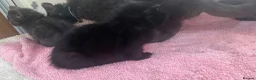 British Shorthair cats for sale: Kittens for. Sale  in Ashbourne - Advert 2