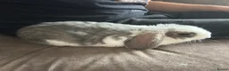 Mixed Breed rabbits for sale: Mixed breed baby rabbits - Advert 5