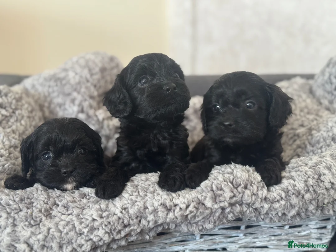 Cavapoo dogs for sale: Beautiful Cavapooh’s in Pontefract - Advert 4
