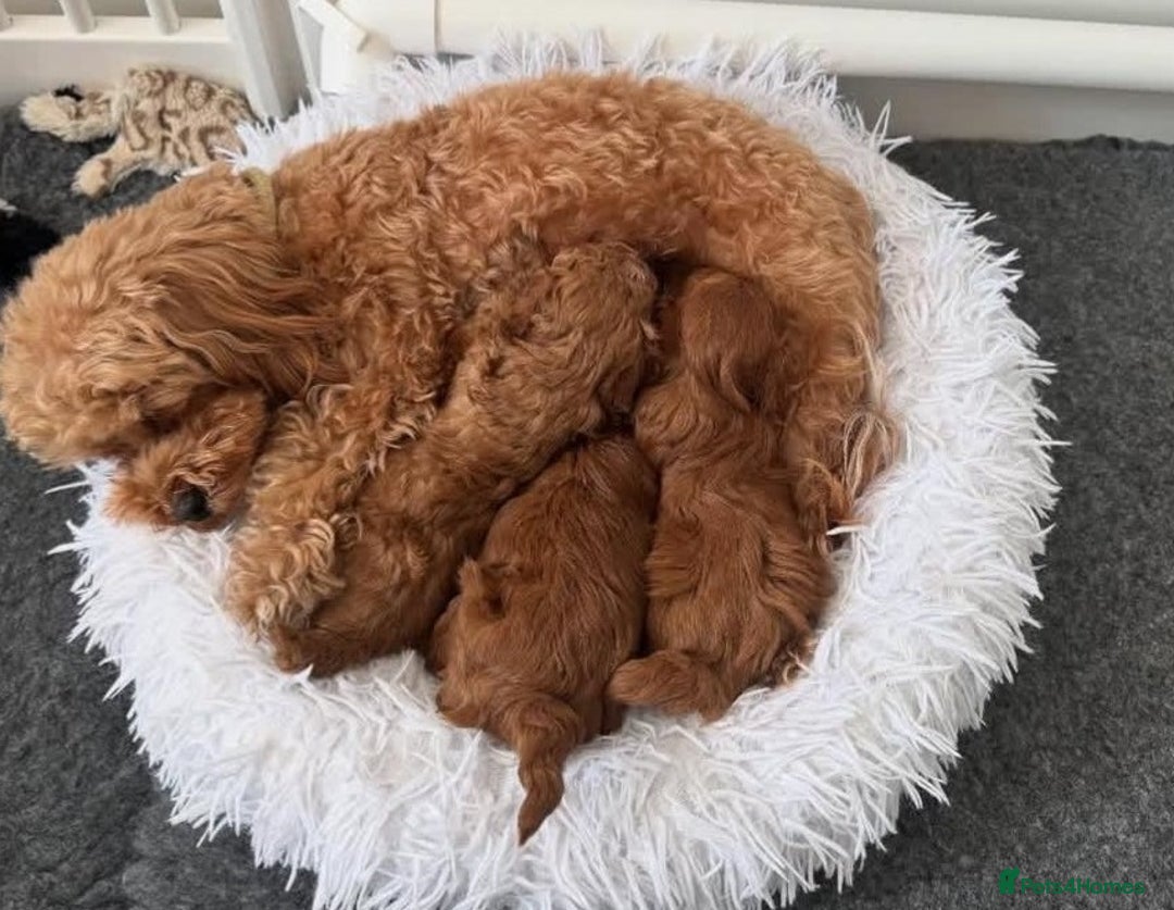 Maltipoo dogs for sale: Beautiful tiny Maltipoo puppies Ready to go - Advert 1