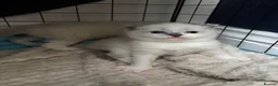 Ragdoll cats for sale: Beautiful ragdoll kittens for sale  - Advert 12